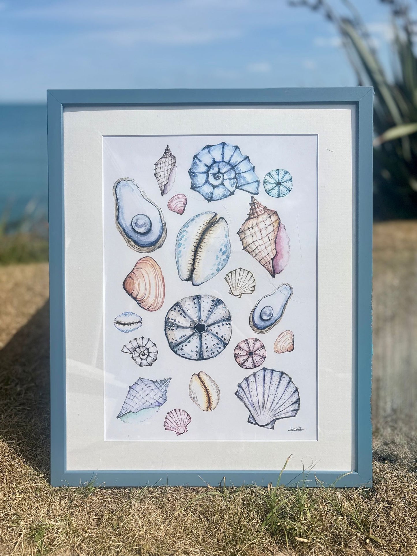 Sea Shell Collection Fine Art Print