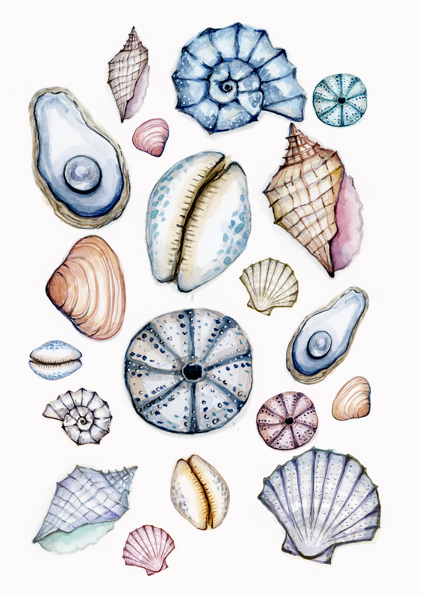 Sea Shell Collection Fine Art Print
