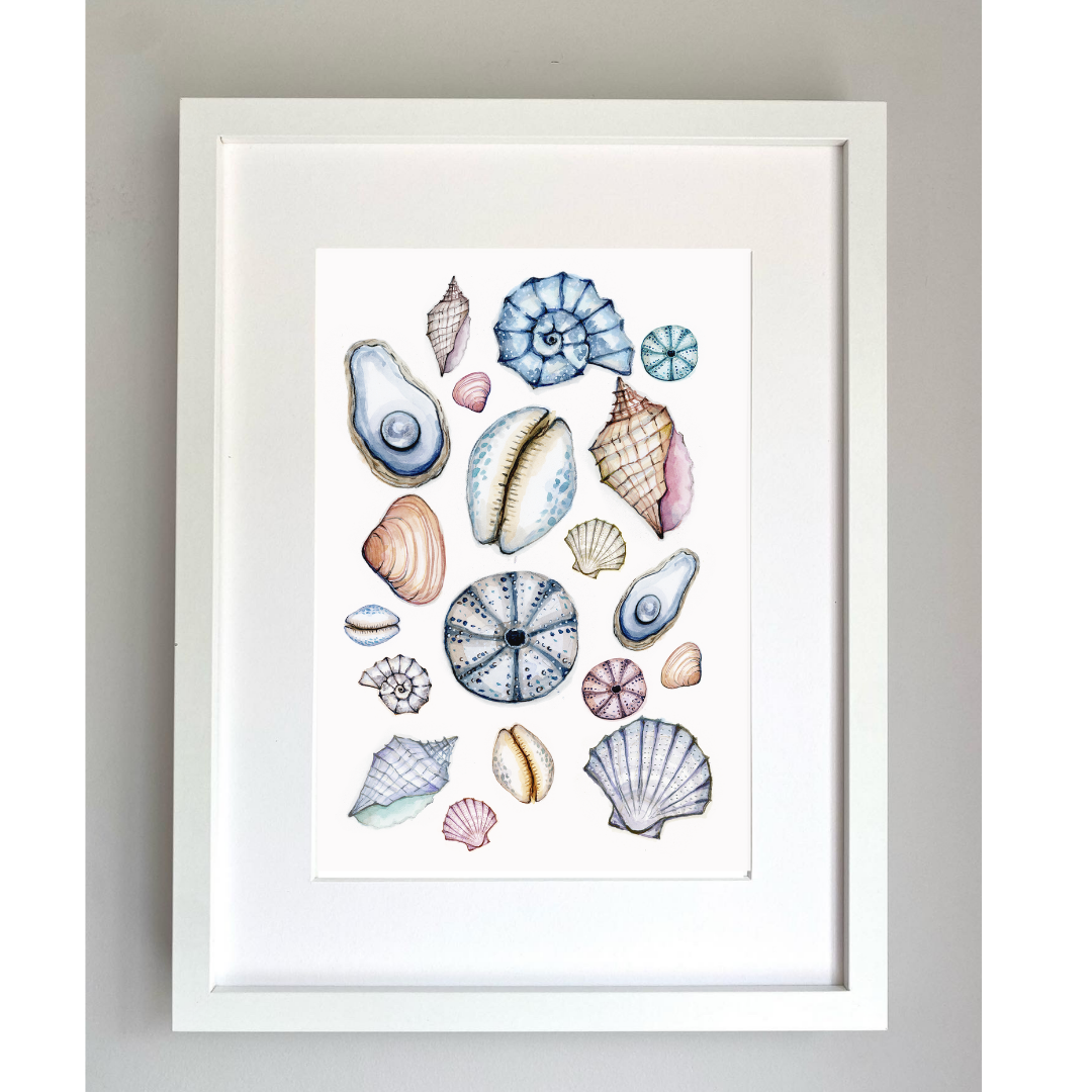 Sea Shell Collection Fine Art Print